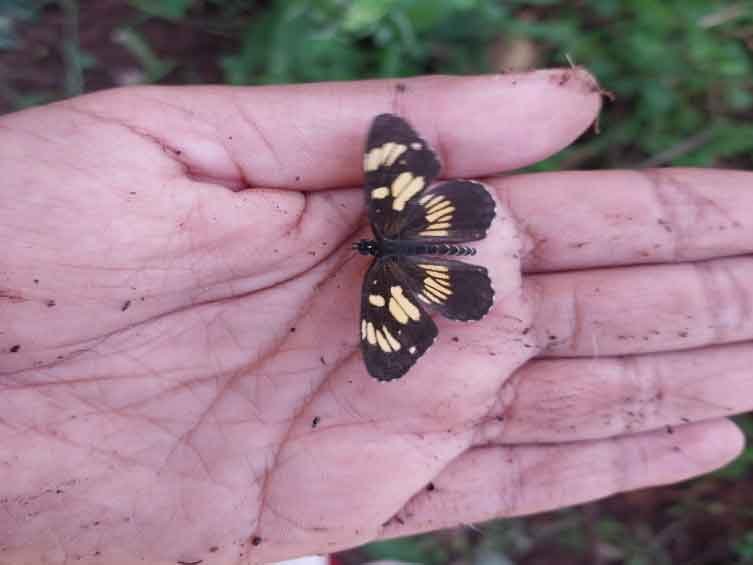 Biodiversidad en Peligro