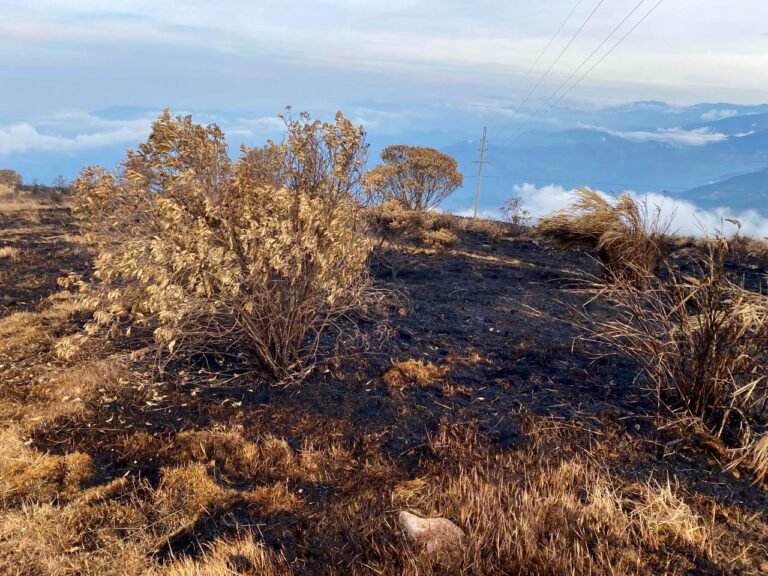 Incendios forestales en Colombia dejan animales silvestres afectados