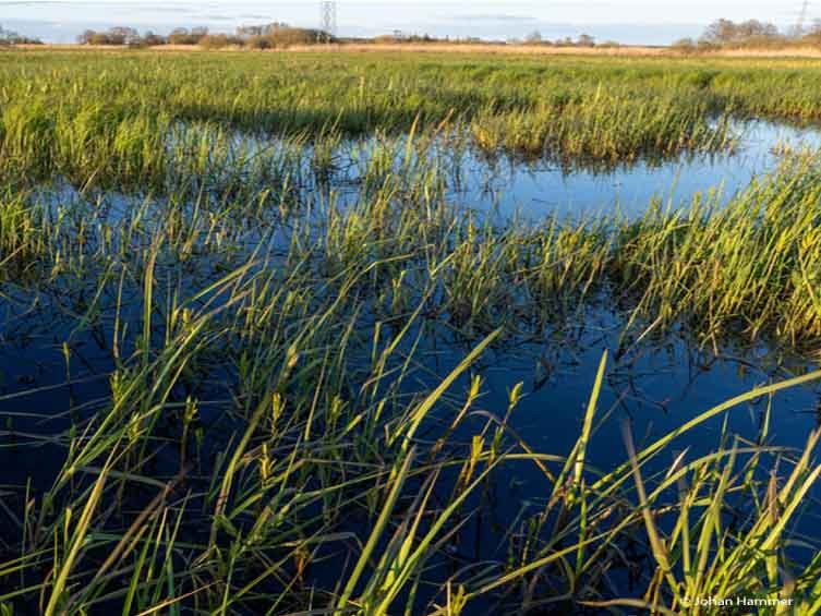 Colombia será sede de la Conferencia de las Partes (COP) 2024 sobre biodiversidad