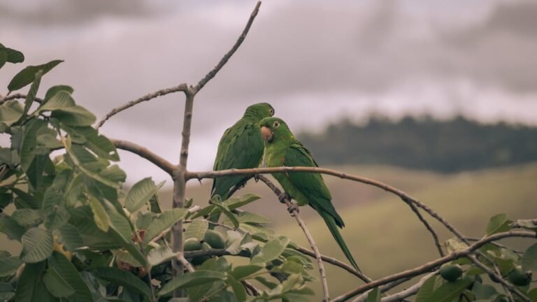 Un futuro verde: acciones para proteger la vida silvestre y nuestro planeta