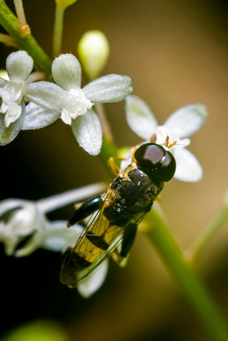 Consejos para proteger la biodiversidad biológica de los químicos