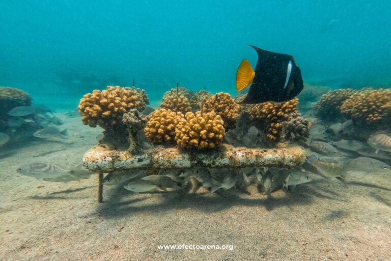 Jardinería de coral: los viveros que florecen bajo el mar