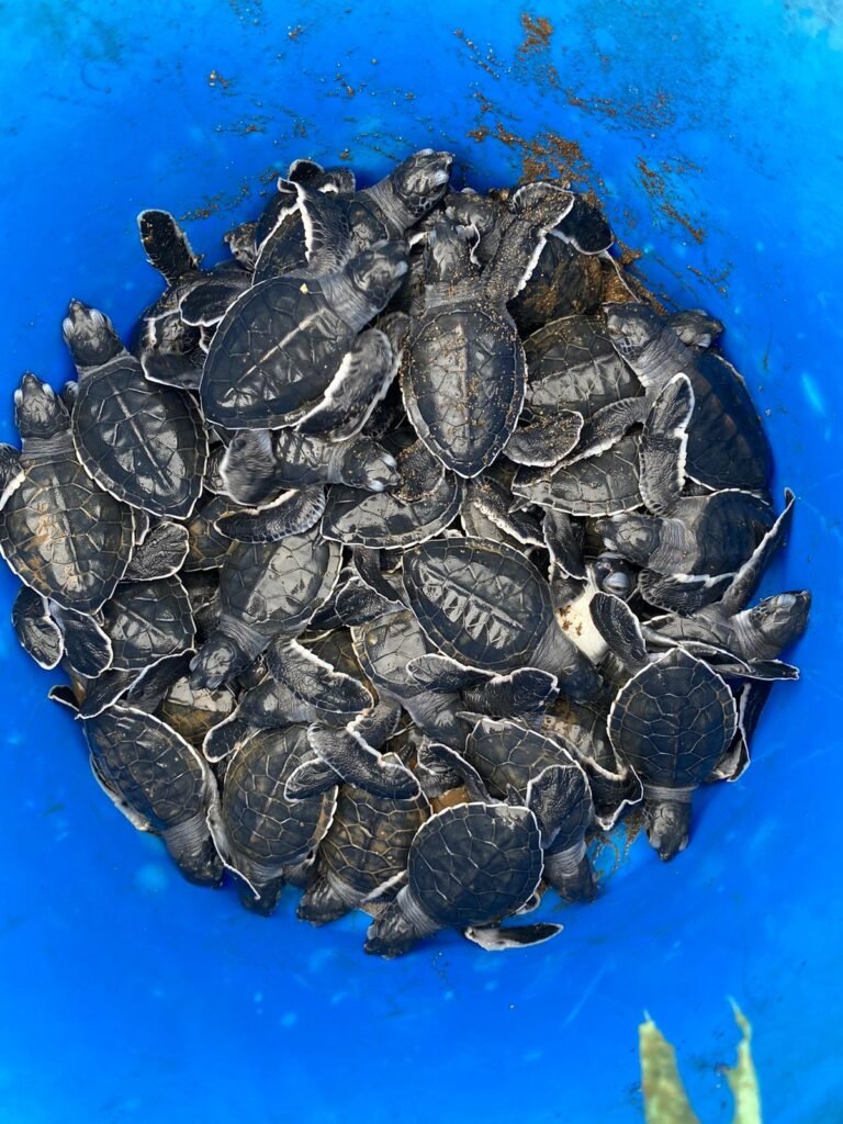 Chepigana se une a la protección y conservación de la tortuga marina